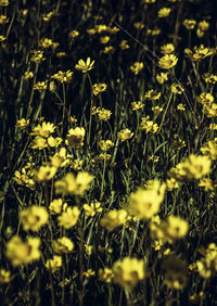 Close-up of yellow flowers growing in field