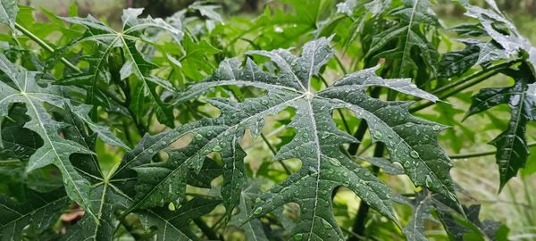 Close-up of plant