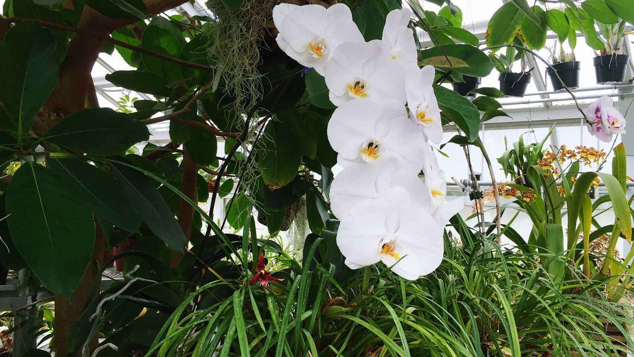 flower, growth, freshness, petal, fragility, white color, plant, flower head, beauty in nature, leaf, blooming, nature, stem, close-up, in bloom, green color, focus on foreground, day, blossom, no people