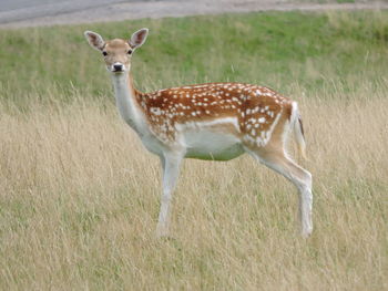 Portrait of deer standing on field