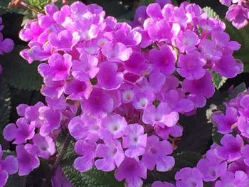 Close-up of pink flowers blooming outdoors