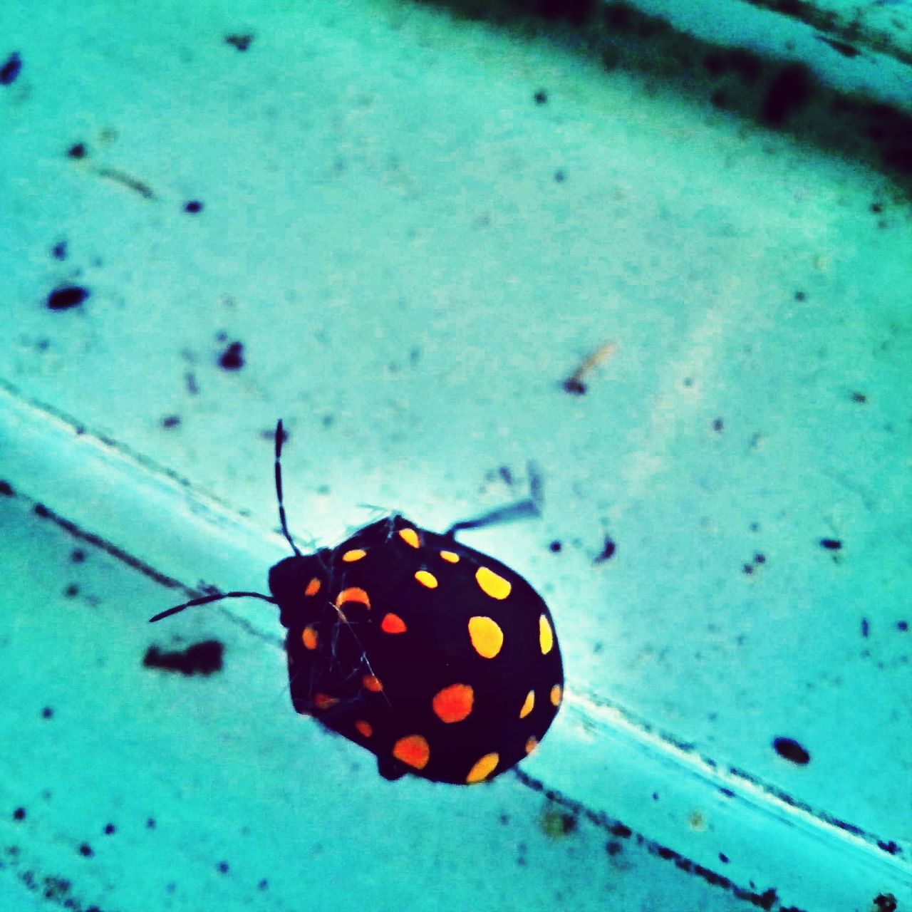 animal themes, animals in the wild, one animal, insect, wildlife, butterfly - insect, close-up, natural pattern, animal antenna, spotted, animal markings, high angle view, butterfly, nature, outdoors, no people, day, blue, beauty in nature, orange color