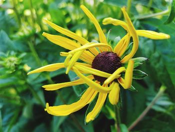 Close-up of yellow flowering plant