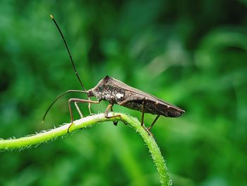 Close-up of grasshopper on plant