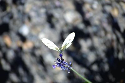 Close-up of insect on flower