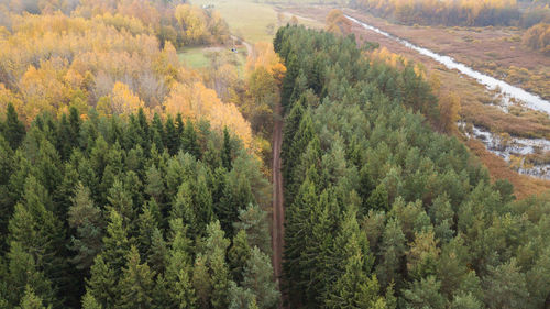 High angle view of pine trees in forest during autumn