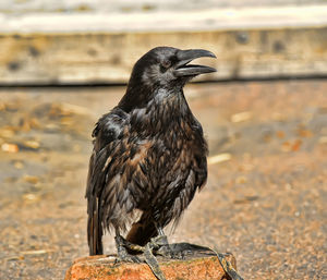 Close-up of a bird