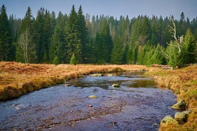 Scenic view of river flowing in forest