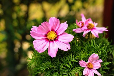 Close-up of pink flowers blooming outdoors