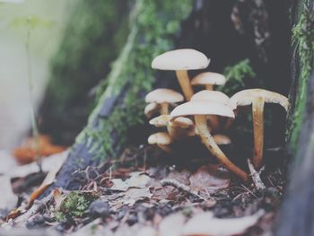 Close-up of mushroom growing on field