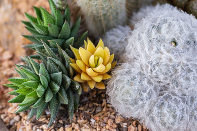 High angle view of succulent plant