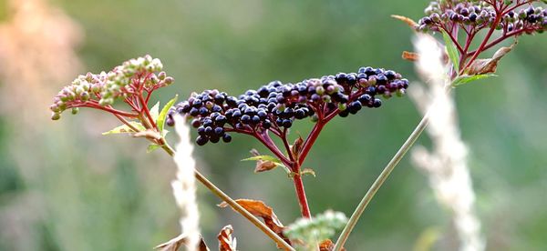 Close-up of berries on plant