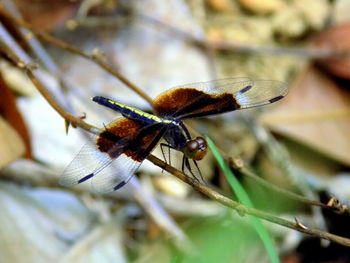 Close-up of insect on branch