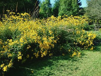 Yellow flowers blooming on field