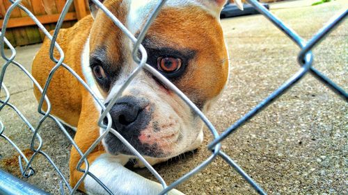 Close-up portrait of a dog