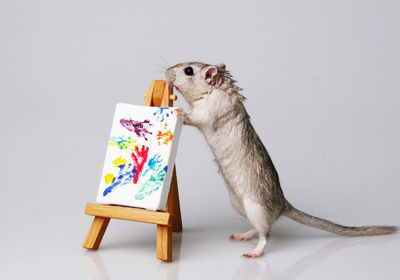 Rat on artist canvas against gray background