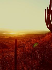 Scenic view of landscape at sunset