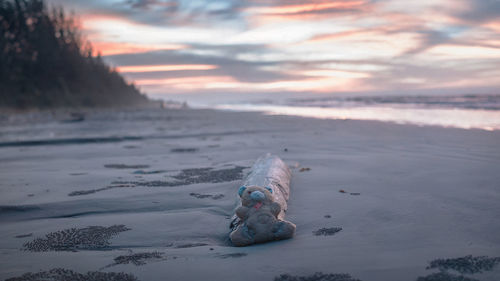 Teddy bear by driftwood at beach during sunset