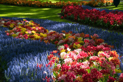 View of flowering plants in garden