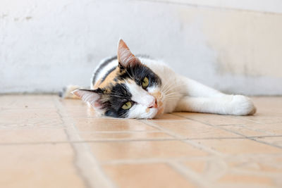 Portrait of cat resting on tiled floor