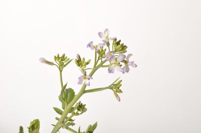 Close-up of flowering plant against white background