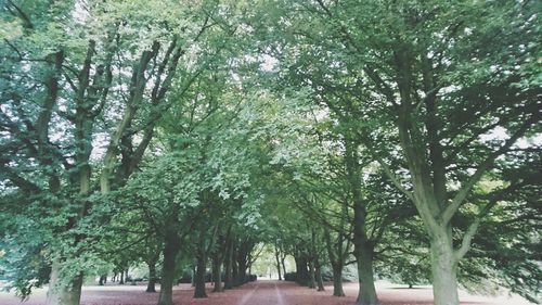 Trees against sky