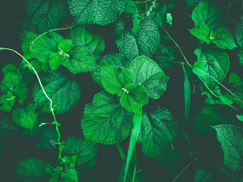 Full frame shot of fresh green plant