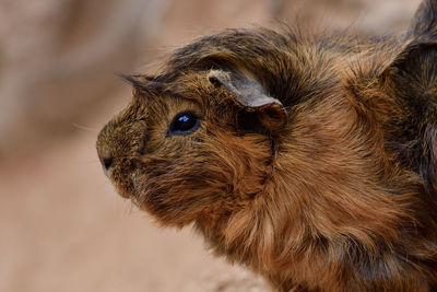Close up portrait of a guinea pig 