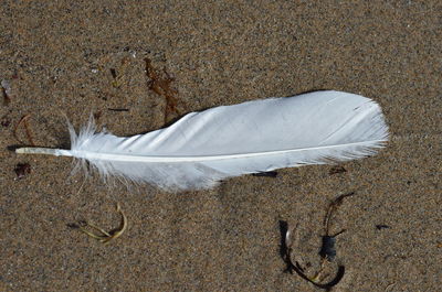 High angle view of feather on land