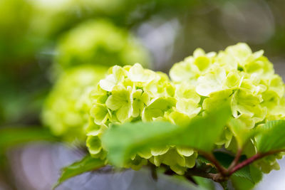 Close-up of fresh green plant