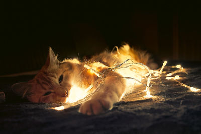 Close-up of cat lying on illuminated floor