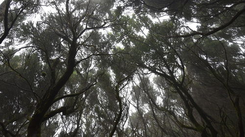 Low angle view of trees in forest