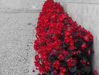 Close-up of red flowers