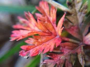 Close-up of orange leaves on plant