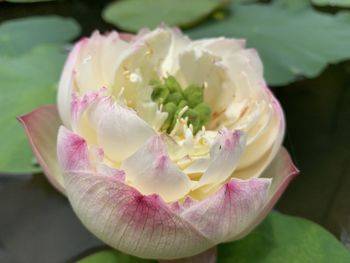 Close-up of pink rose flower