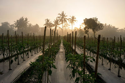 Panoramic shot of palm trees against sky