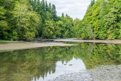 Scenic view of lake by trees against sky