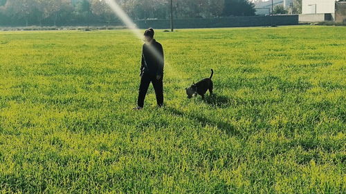 Dog running on grassy field