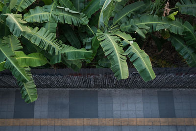 High angle view of green leaves on plant