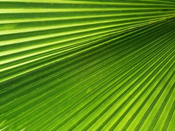 Full frame shot of palm tree