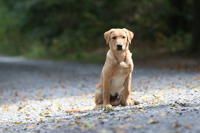 Portrait of dog sitting on road