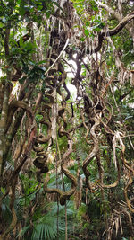 Trees in forest