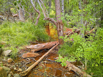 Trees in forest