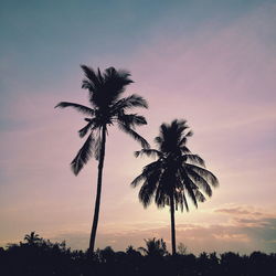 Low angle view of palm trees against sky