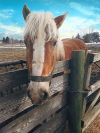 Belgian draft  horse - powerful, hardworking and docile