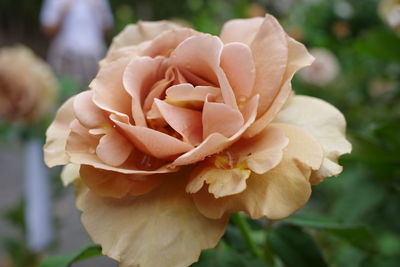 Close-up of rose flower