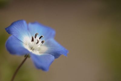 flowering plant