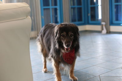 Portrait of tibetan mastiff dog on floor