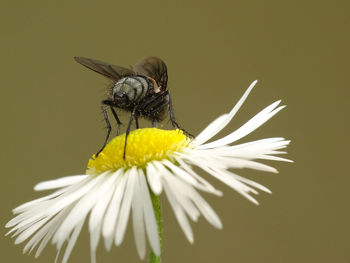 Close-up of insect on yellow flower