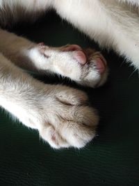 Close-up of cat sleeping